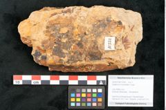 Foto (Objekt + Etikett) von Asplenium hochstetteri Unger (NHMW-GEO-2024-0188-10334)